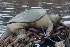 'Chonkosaurus,' plump Chicago snapping turtle captured on video, goes viral