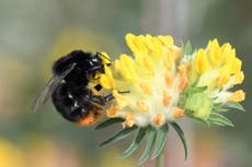 Bees flourishing thanks to new wildlife corridors in South Downs National Park
