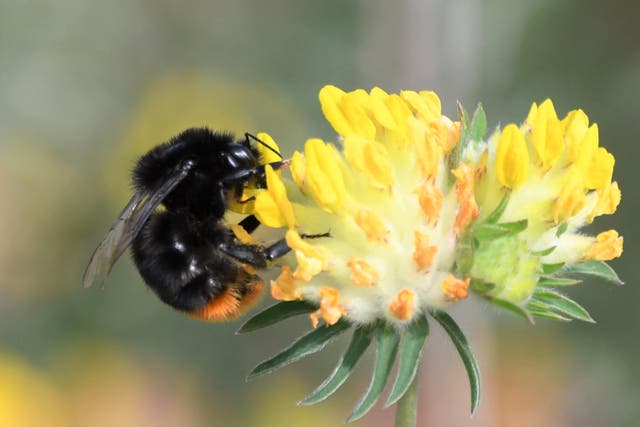 A red-tailed bumblebee on kidney vetch (Tim Squire/South Downs National Park Authority/PA)