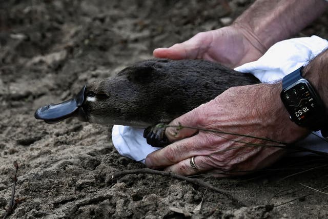 <p>A platypus is released by CEO of Taronga Zoo Cameron Kerr and Scientists back into Sydney's Royal National Park</p>