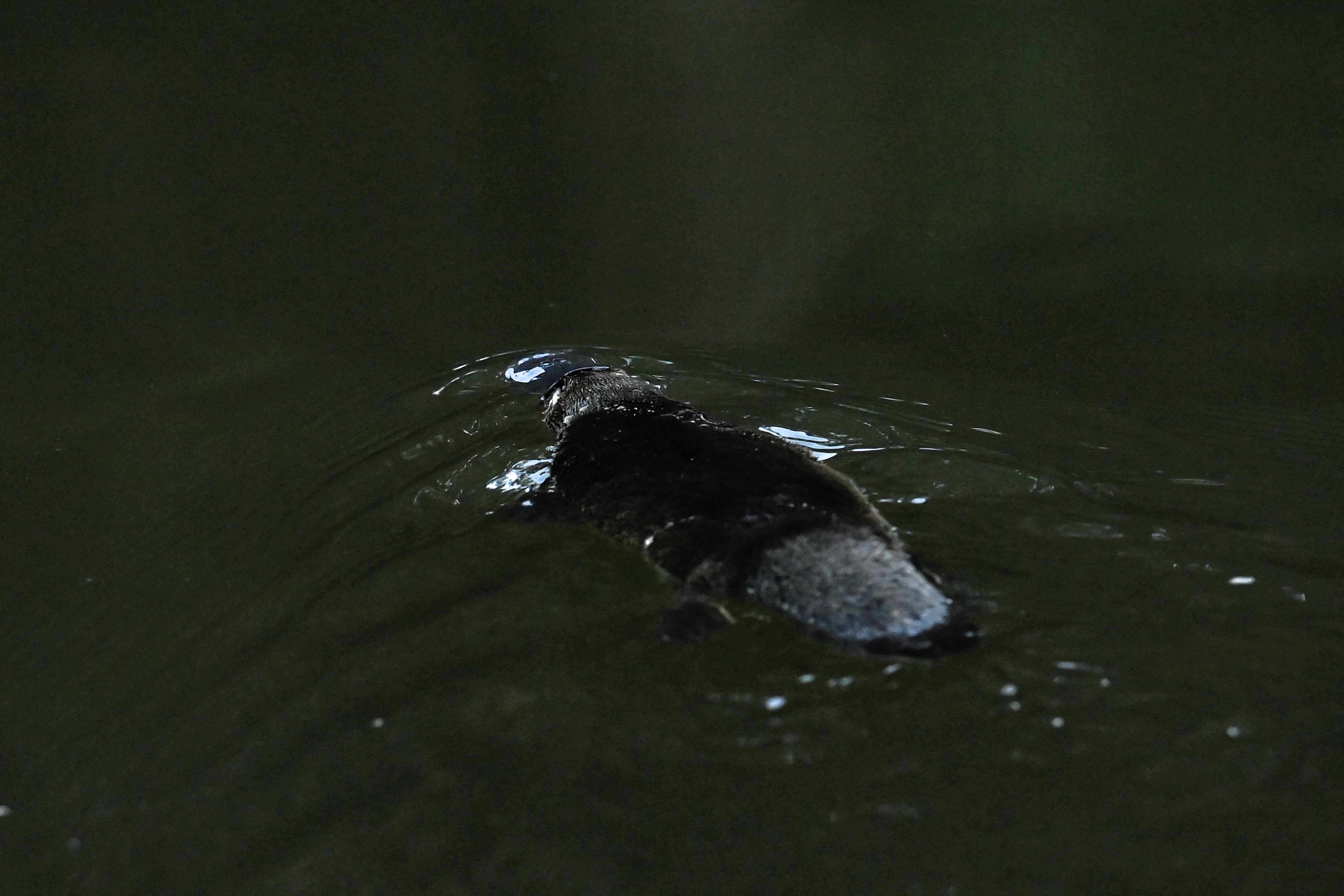 A platypus swims in the Hacking River