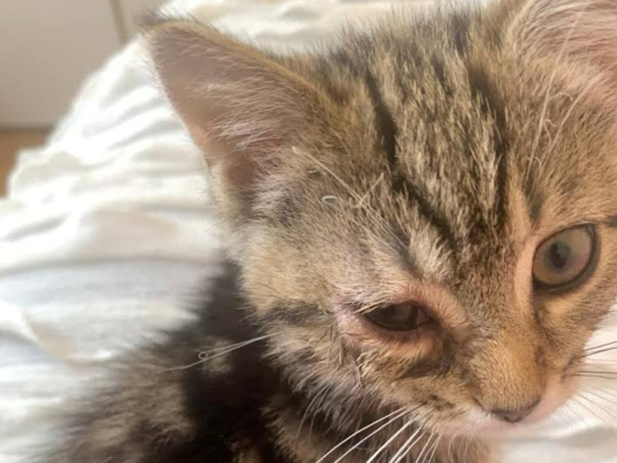 Amy Byrne dan Harry Angell: Petugas polisi Bexley menjual anak kucing yang sekarat kepada anak autis untuk mendapatkan keuntungan besar