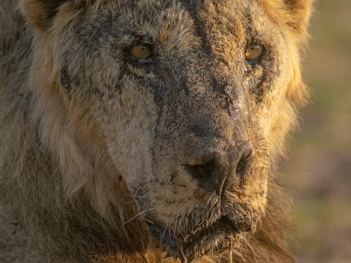 Herders in Kenya kill 10 lions, including Loonkiito, one of the country's oldest