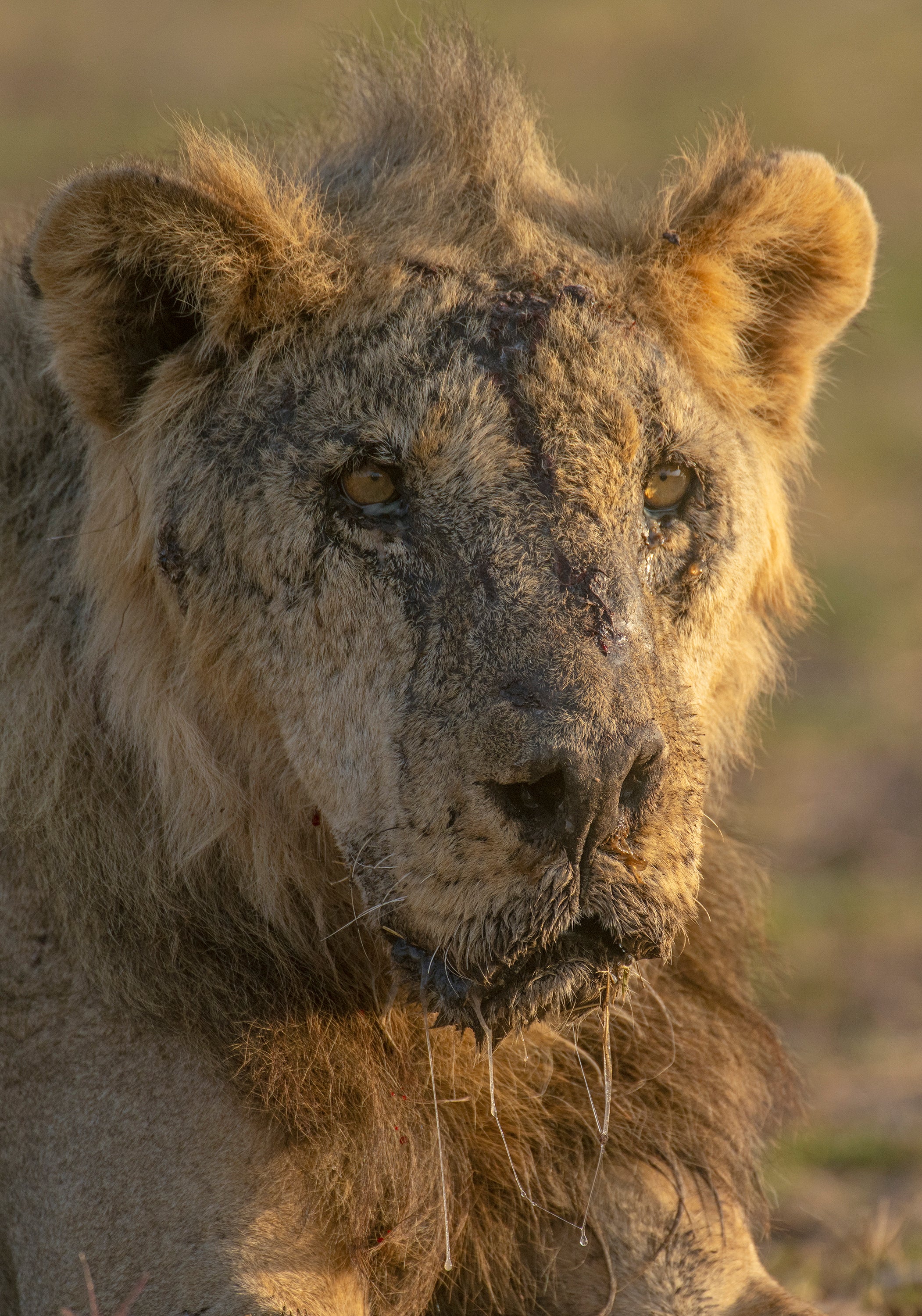 Kenya Lions Killed