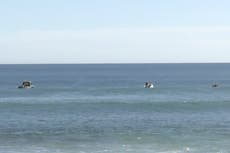Pieces that may be from wetsuit, surfboard found after surfer attacked by shark off South Australia