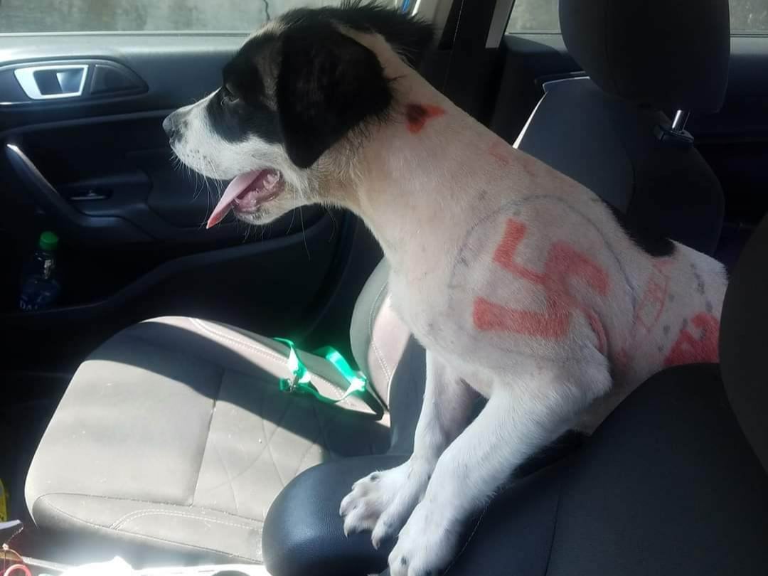A puppy in Missouri was found with swastikas drawn on her