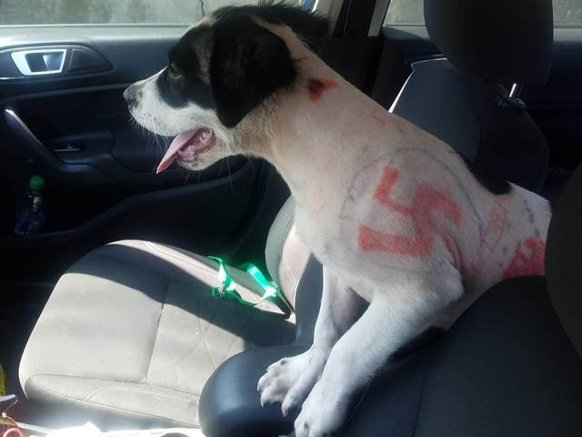 <p>A puppy in Missouri was found with swastikas drawn on her  </p>