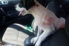 Puppy found with swastikas ‘drawn all over her body’