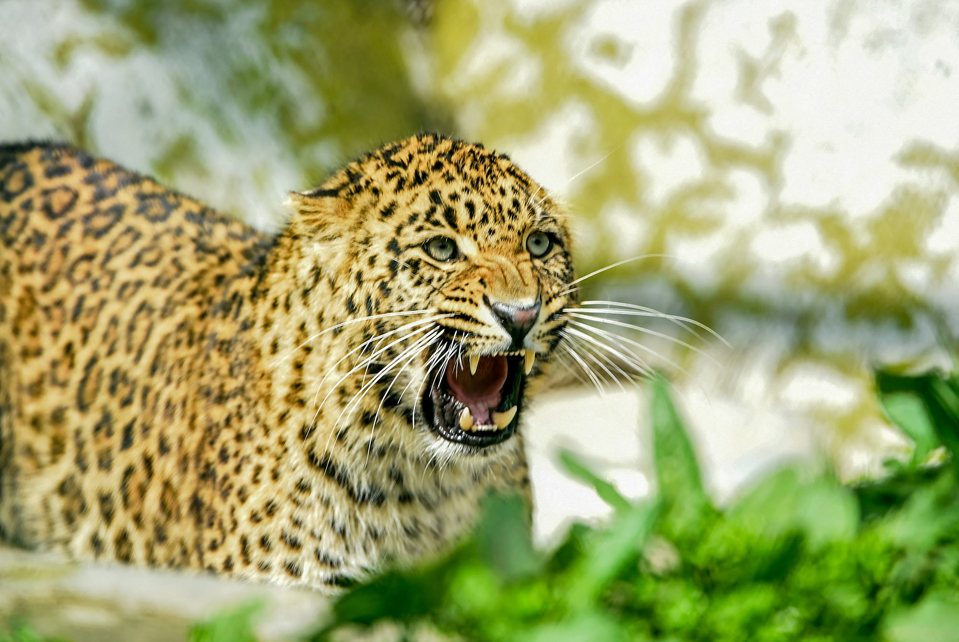 Representative: A leopard reacts as it walks inside the Dachigam National Park in India on 10 April 2020