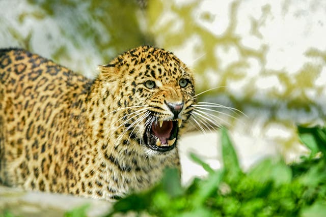 <p>Representative: A leopard reacts as it walks inside the Dachigam National Park in India on 10 April 2020</p>