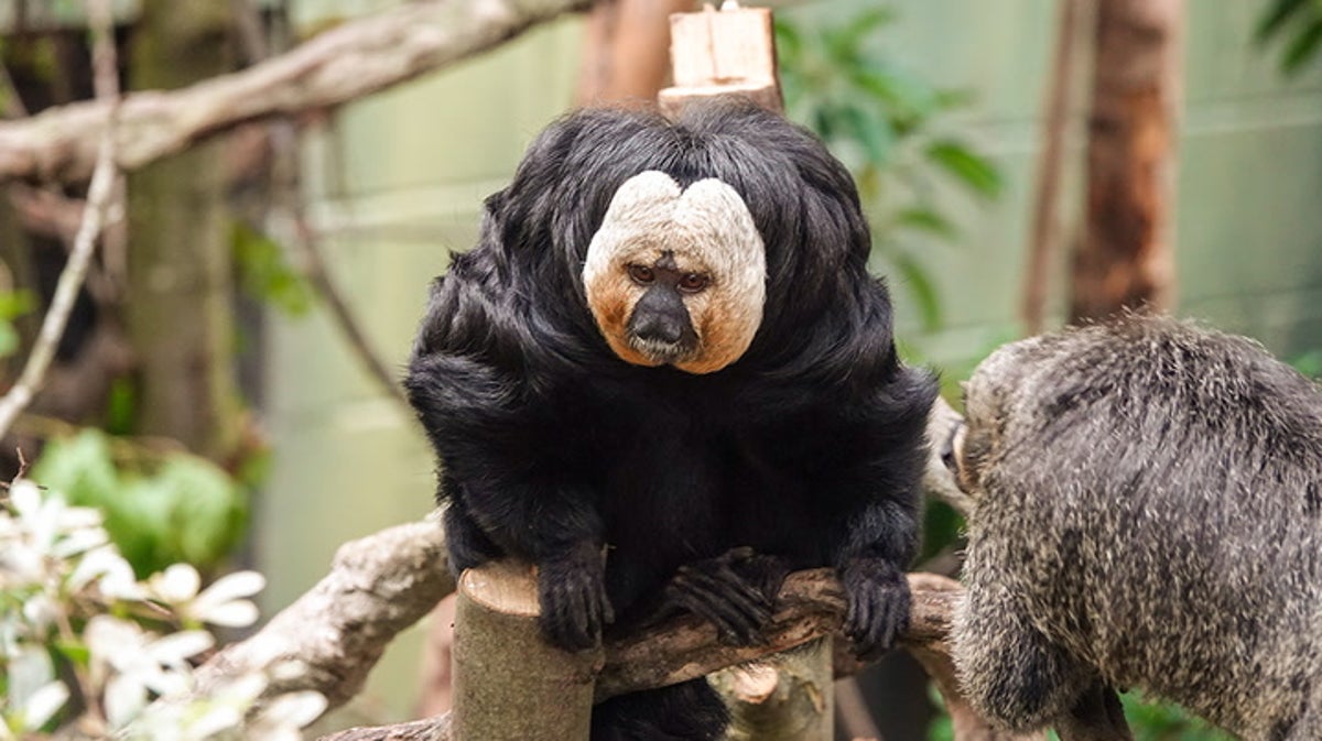 Family of Saki monkeys arrive at London Zoo to settle into rainforest habitat