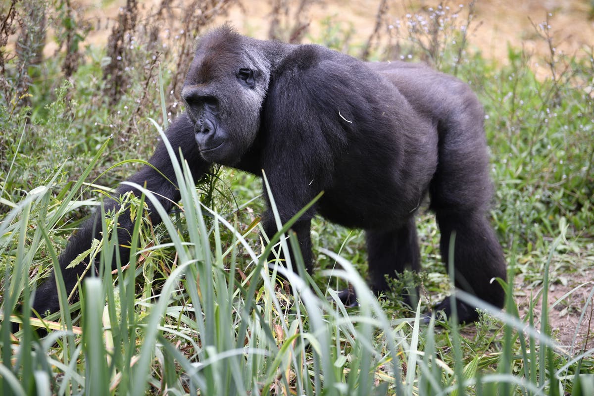 Early life adversity sees most species suffer later on, but not gorillas – study