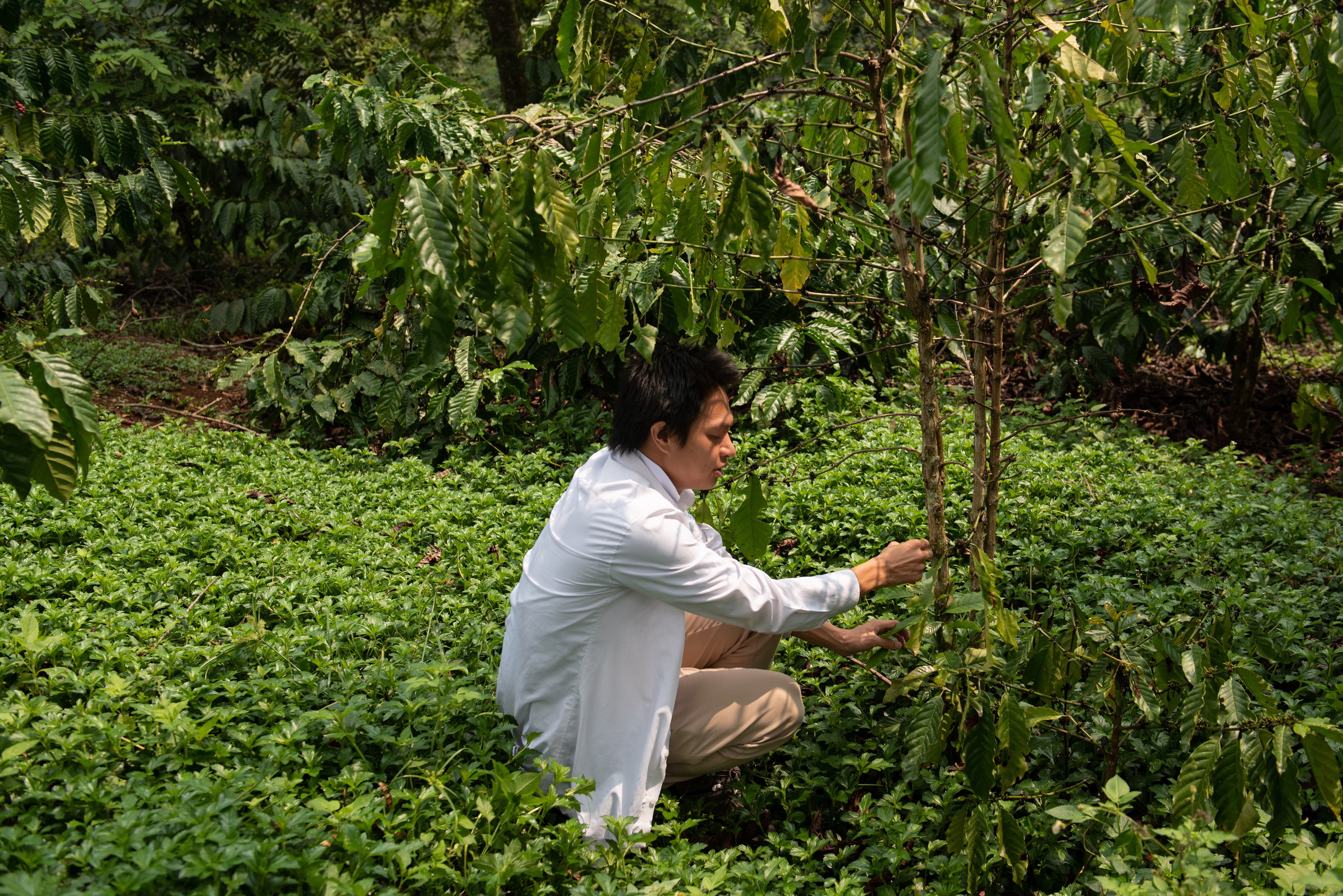 Thuan Sarzynski shows off a robusta coffee plant in Lam Dong province