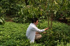 The climate crisis will jeopardise coffee. A rescue plan is brewing in Vietnam