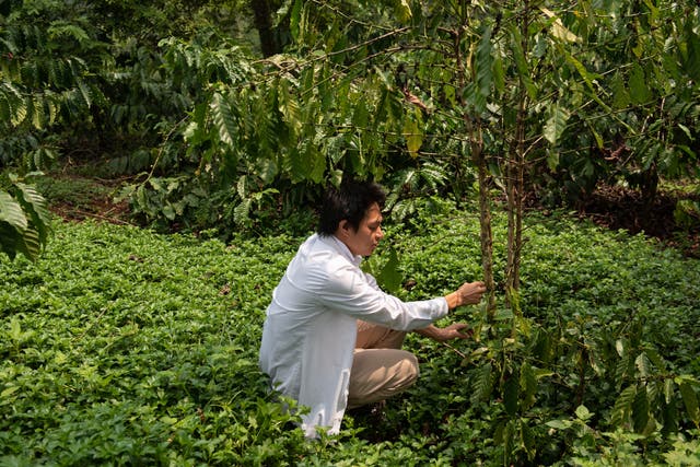 <p>Thuan Sarzynski shows off a robusta coffee plant in Lam Dong province</p>