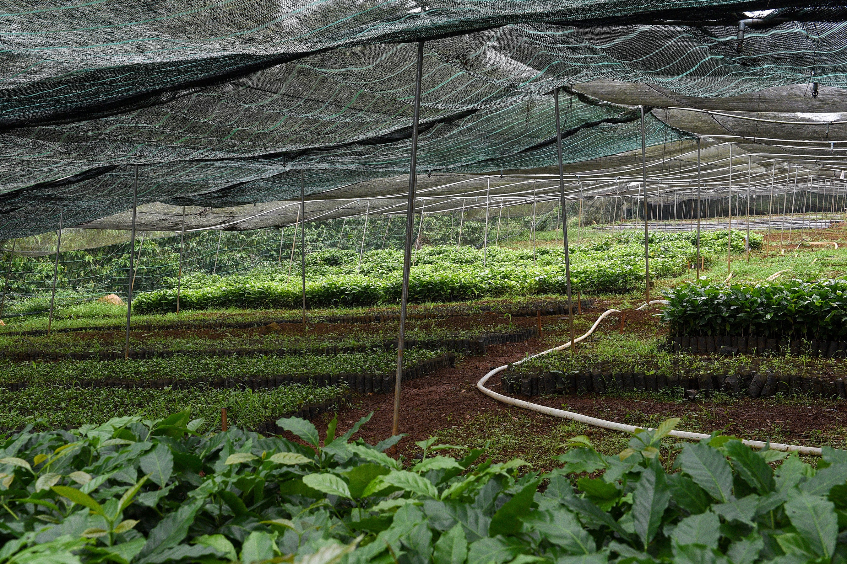 The ECOM experimental farm in Bao Loc, Vietnam