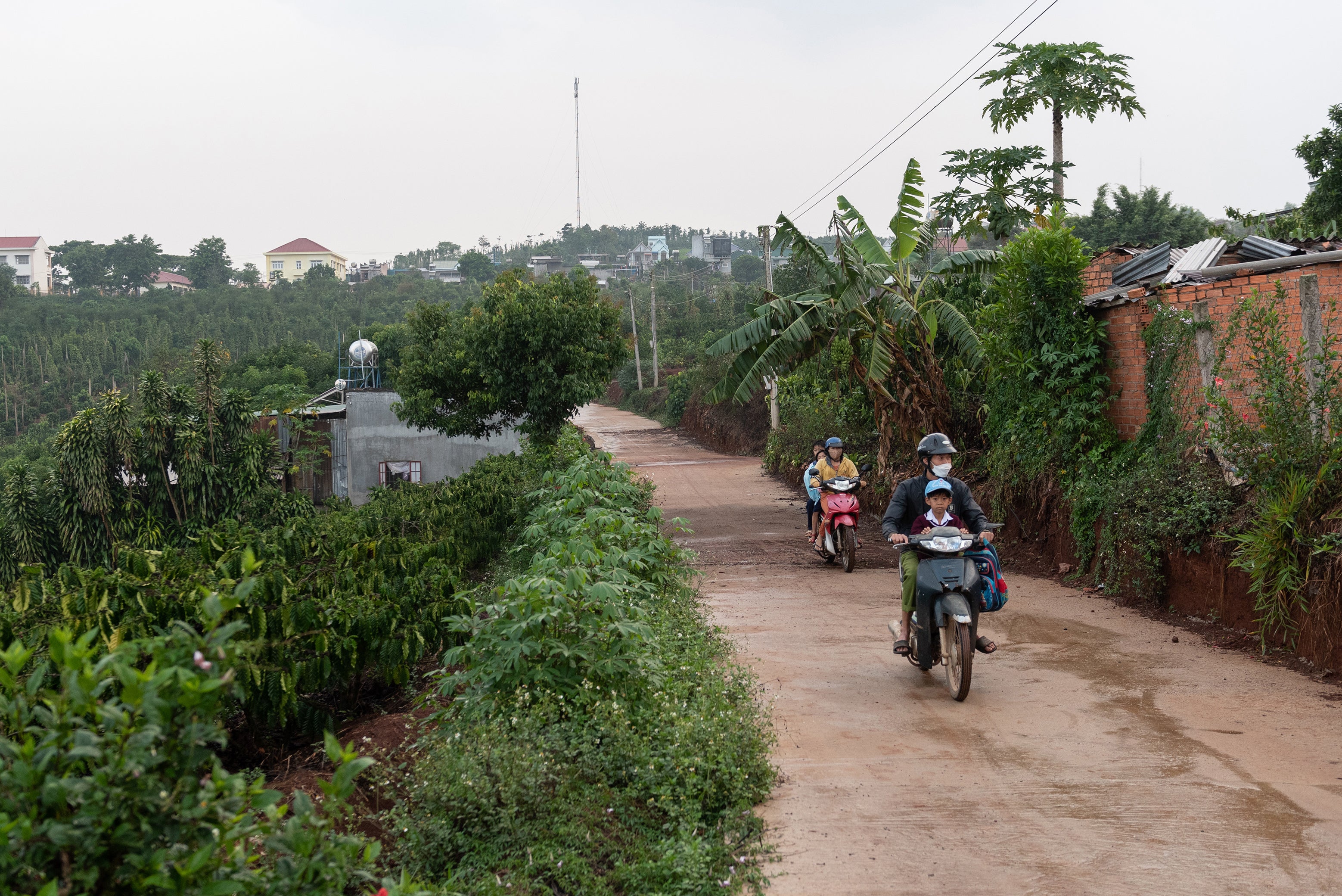 People drive motorbikes past a farm where robusta coffee is intercropped with other plants in Lam Dong province