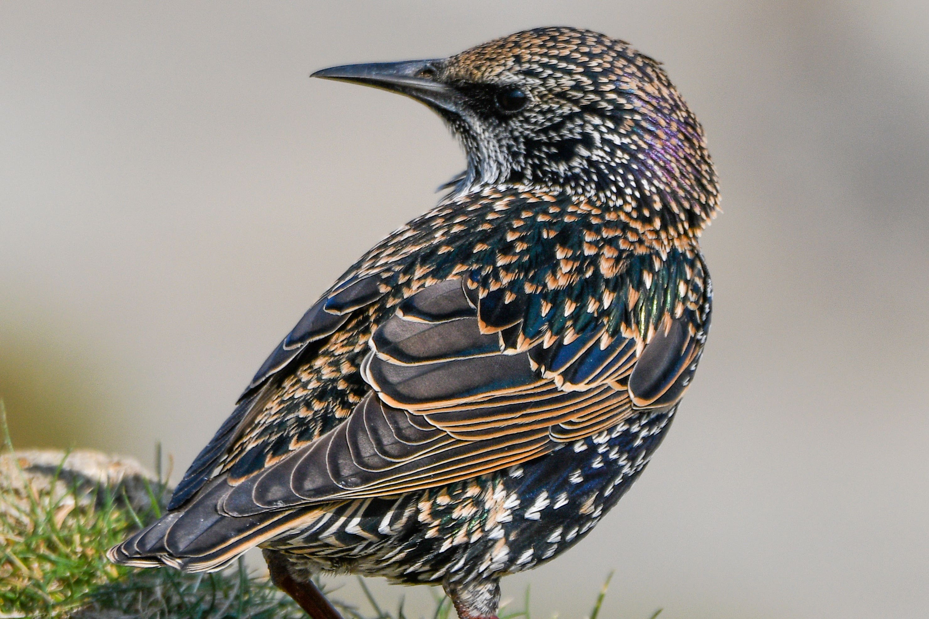 A European starling foraging on a grassy headland (Verity Hill/RSPB/PA)