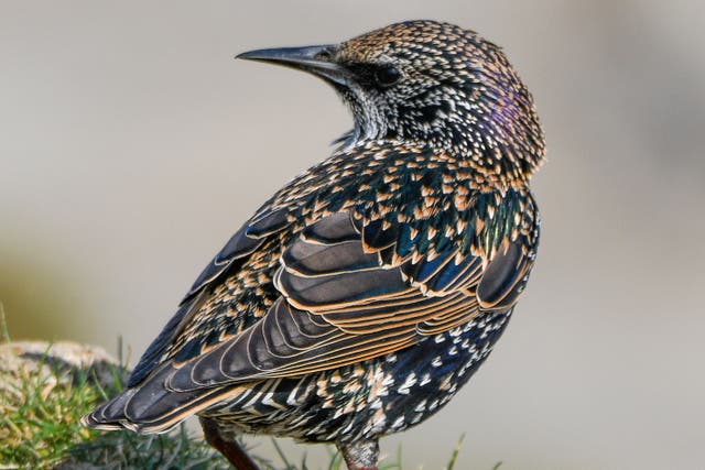 A European starling foraging on a grassy headland (Verity Hill/RSPB/PA)