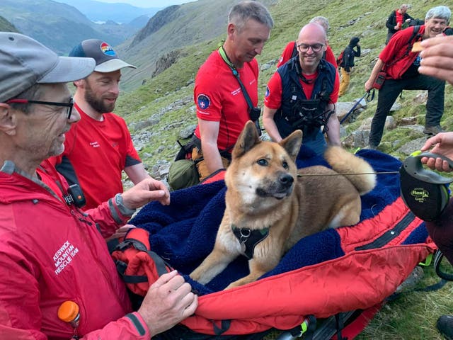 <p>The pooch, an Akita called Rocky, was exhausted and suffering with cuts to his paws, so was carried down the highest mountain in England by 13 volunteers</p>