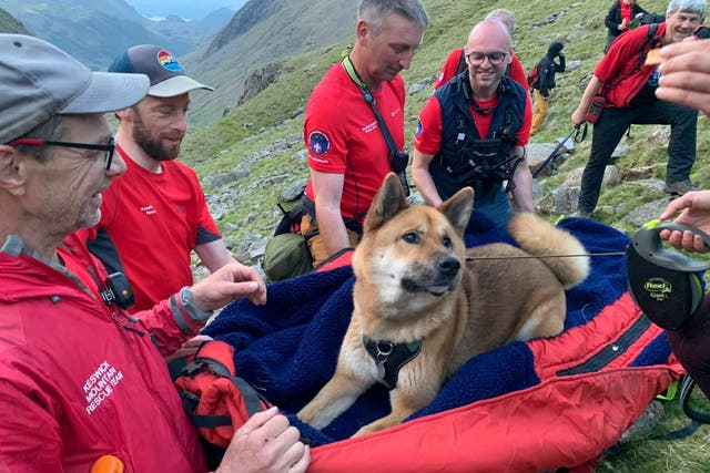 <p>The pooch, an Akita called Rocky, was exhausted and suffering with cuts to his paws, so was carried down the highest mountain in England by 13 volunteers</p>