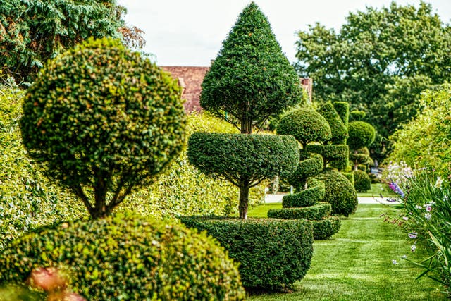 How to approach topiary if you’re a newbie (Alamy/PA)