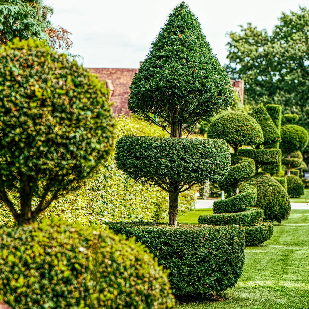 Shrubbery Types Learn How To Identify 12 Common Evergreen Shrubs Topiary Plants