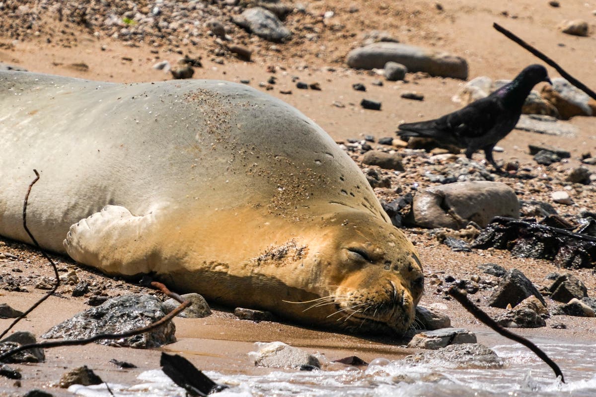 A rare, endangered seal named Yulia basks on Tel Aviv beach A rare, endangered seal named Yulia basks on Tel Aviv beach