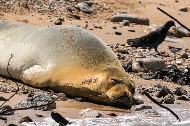 Israel Endangered Seal