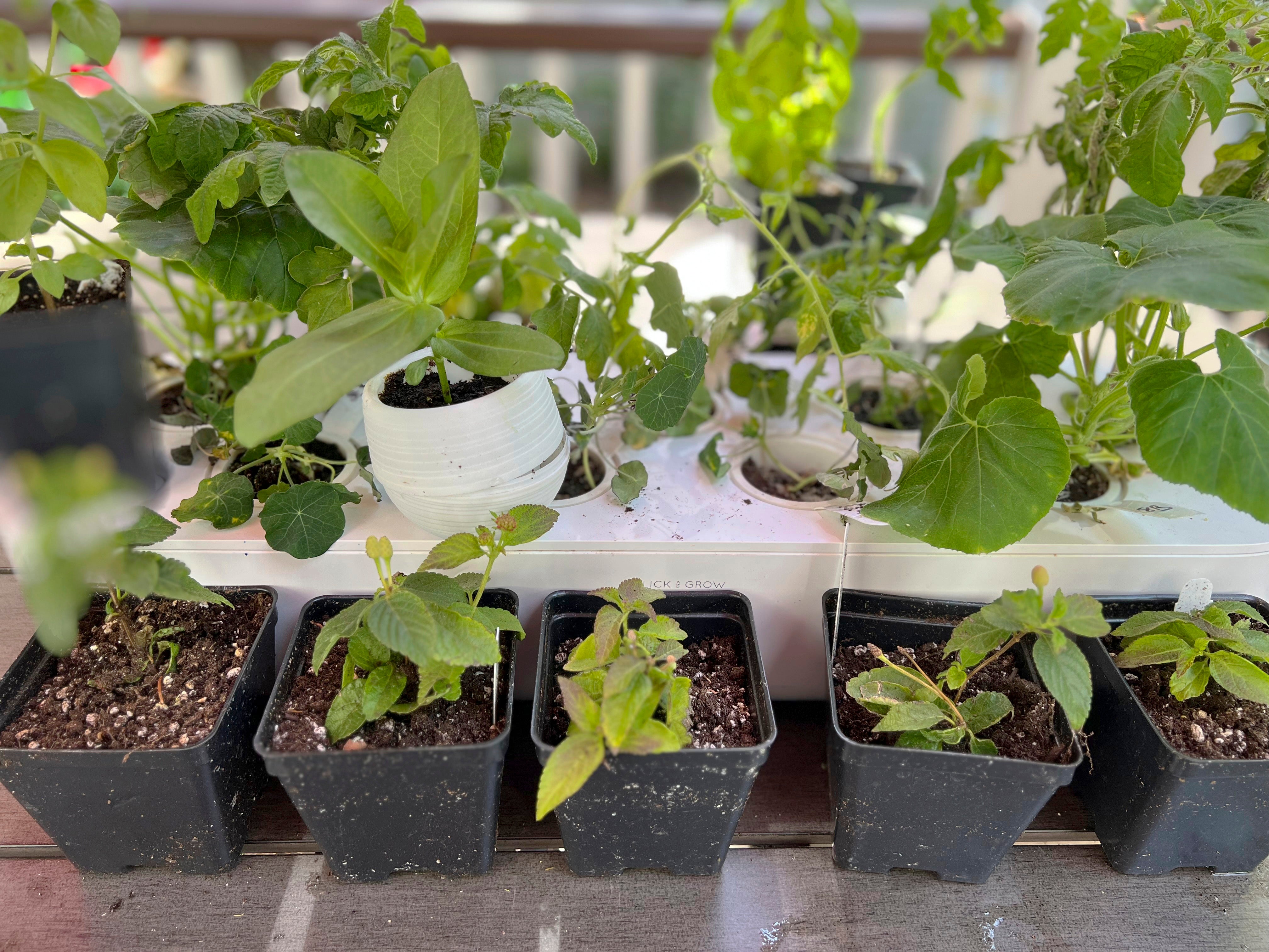 Gardening-Hardening Off