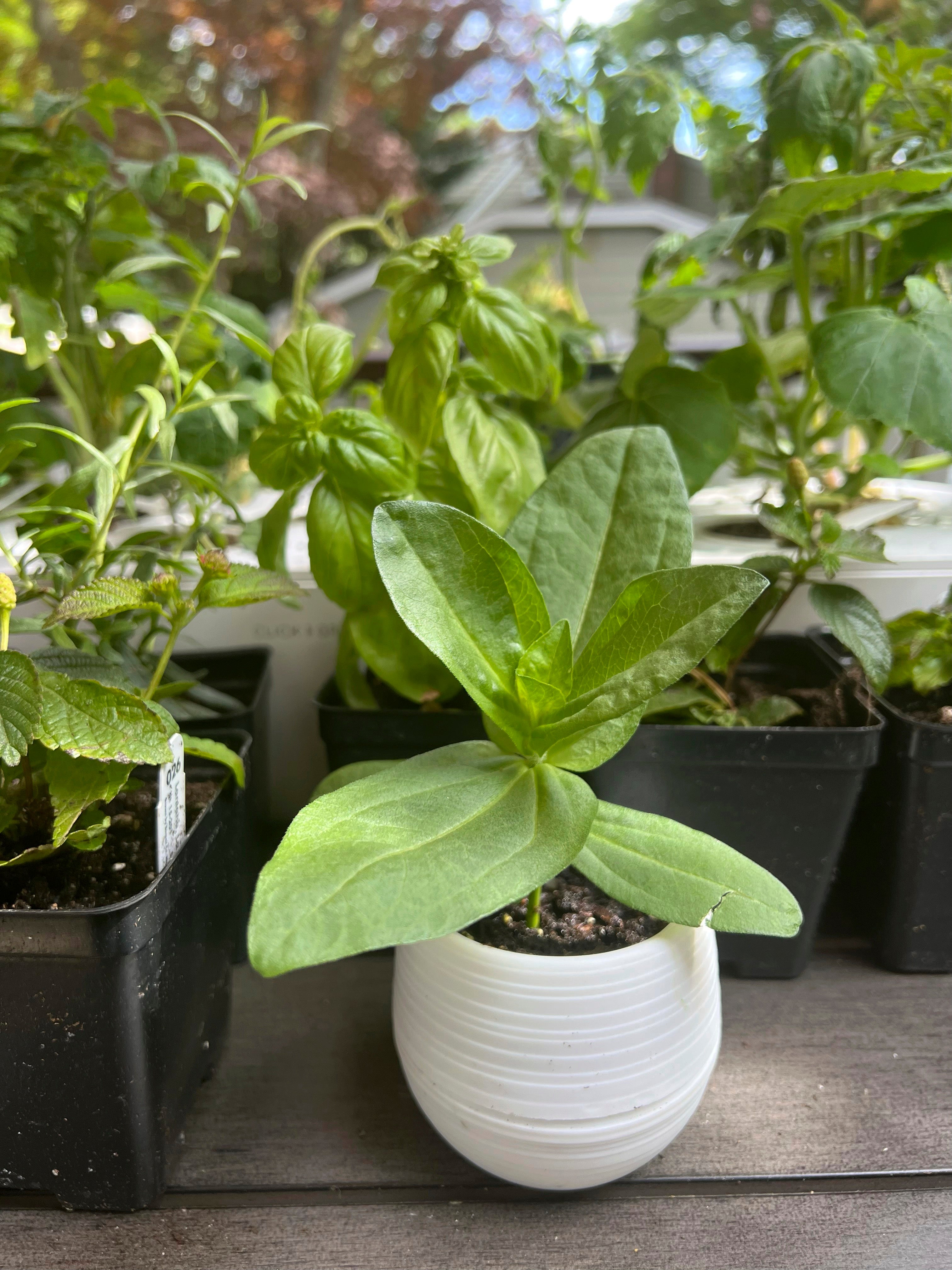 Gardening-Hardening Off