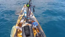 Watch: Tiger shark lunges out of ocean and attacks kayaker off Hawaii coast