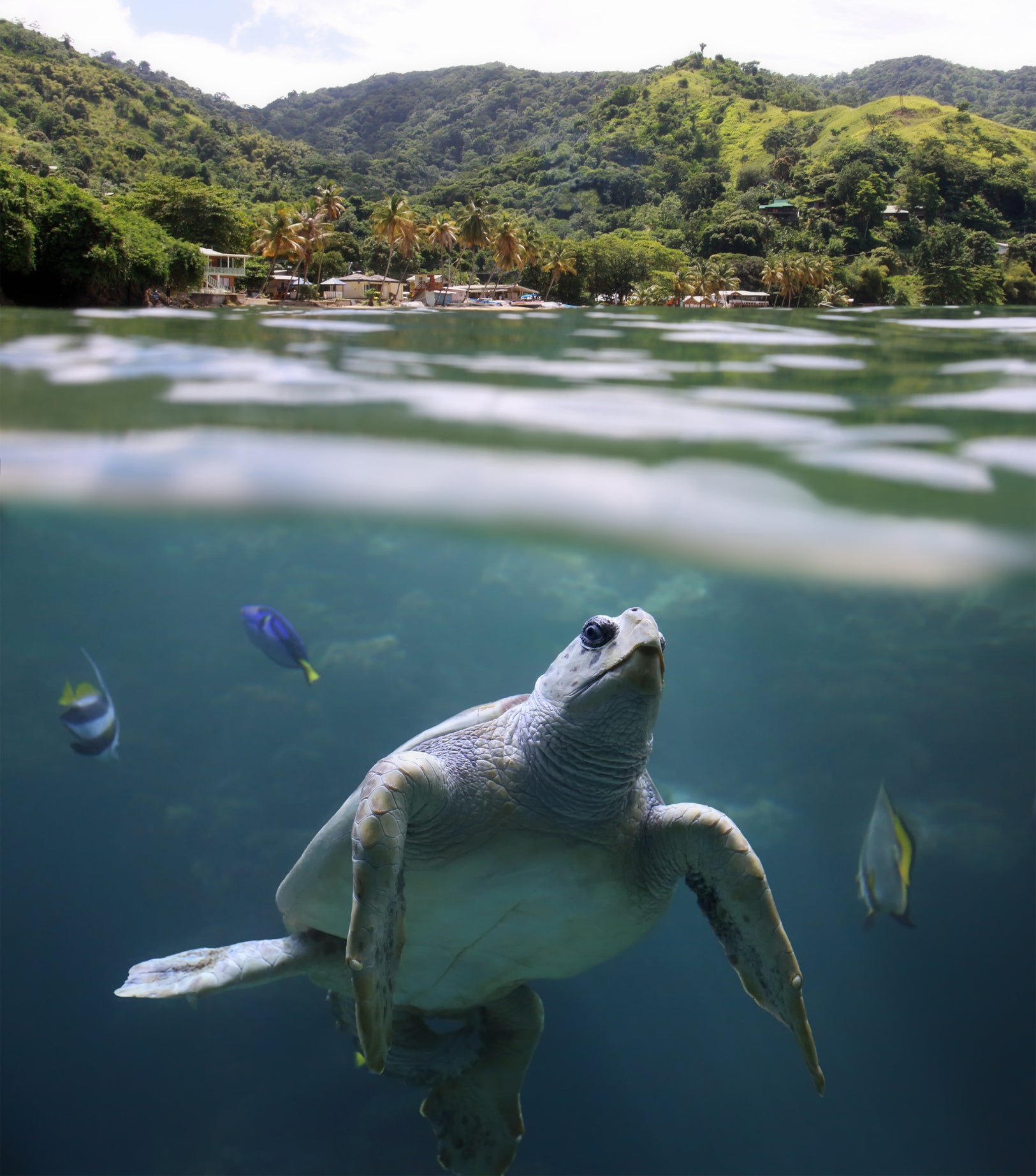 Speyside in Tobago is home to a diverse array of marine life