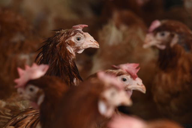 The cases are believed to be linked to exposure to sick birds on a single poultry farm (Joe Giddens/PA)