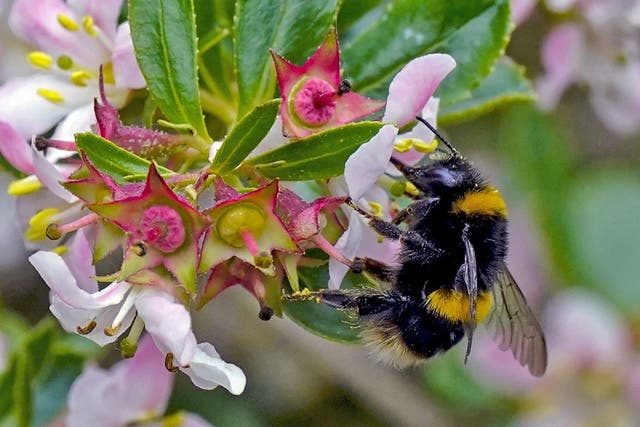 Bee body temperatures rose 0.07C for every milligram of pollen they carried, research suggested (Peter Byrne/PA)