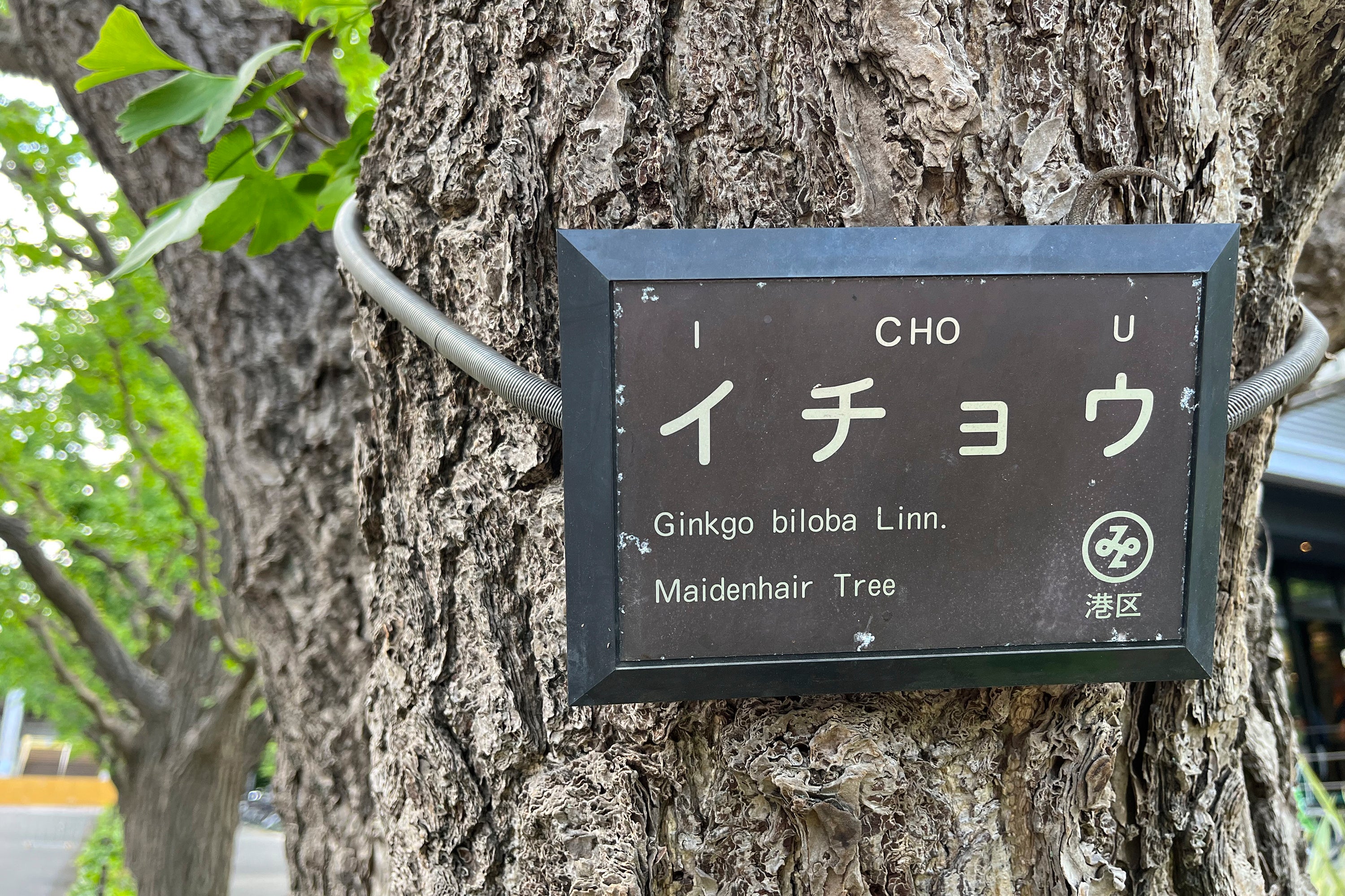 Japan Stadium Dispute