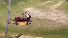 Watch: Dog filmed ‘driving’ family’s lawn mower outside home