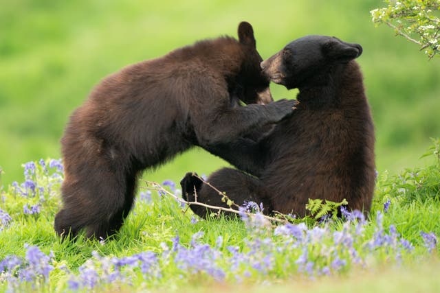 One-year-old North American black bear cubs explore their surroundings in the drive-through enclosure at Woburn Safari Park in Bedfordshire (Joe Giddens/PA)