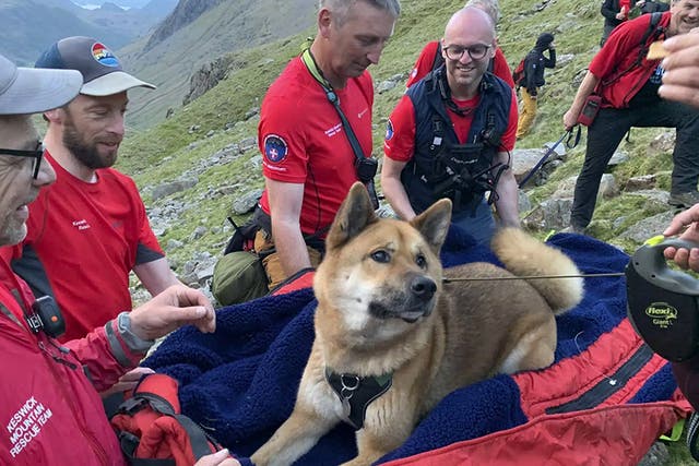 <p>Dog carried down Lake District mountain after it ‘refused to move’</p>