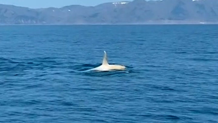 Rare white orca spotted off Japanese coast for first time in two years