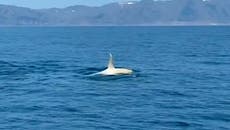 Rare white orca spotted off Japanese coast for first time in two years
