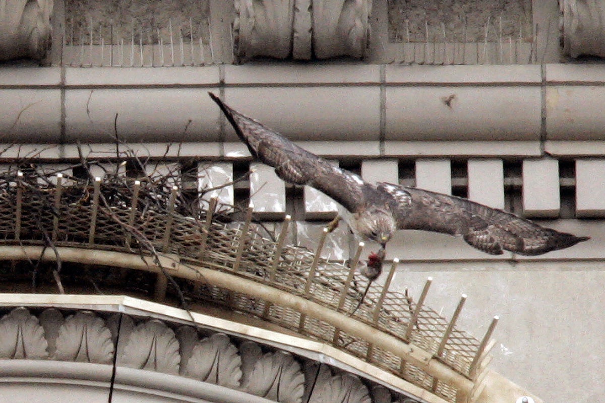 Pale Male, red-tailed hawk who nested above NYC's Fifth Avenue for 30 years, dies at 33