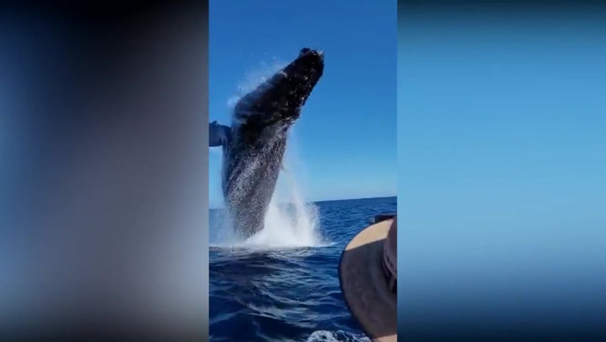 Watch as whale performs spectacular spin metres from tourist boat