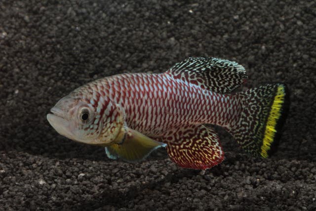 <p>Image shows a fully grown adult male killifish</p>