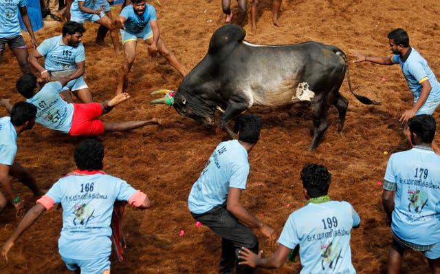 India Bull Taming Sport