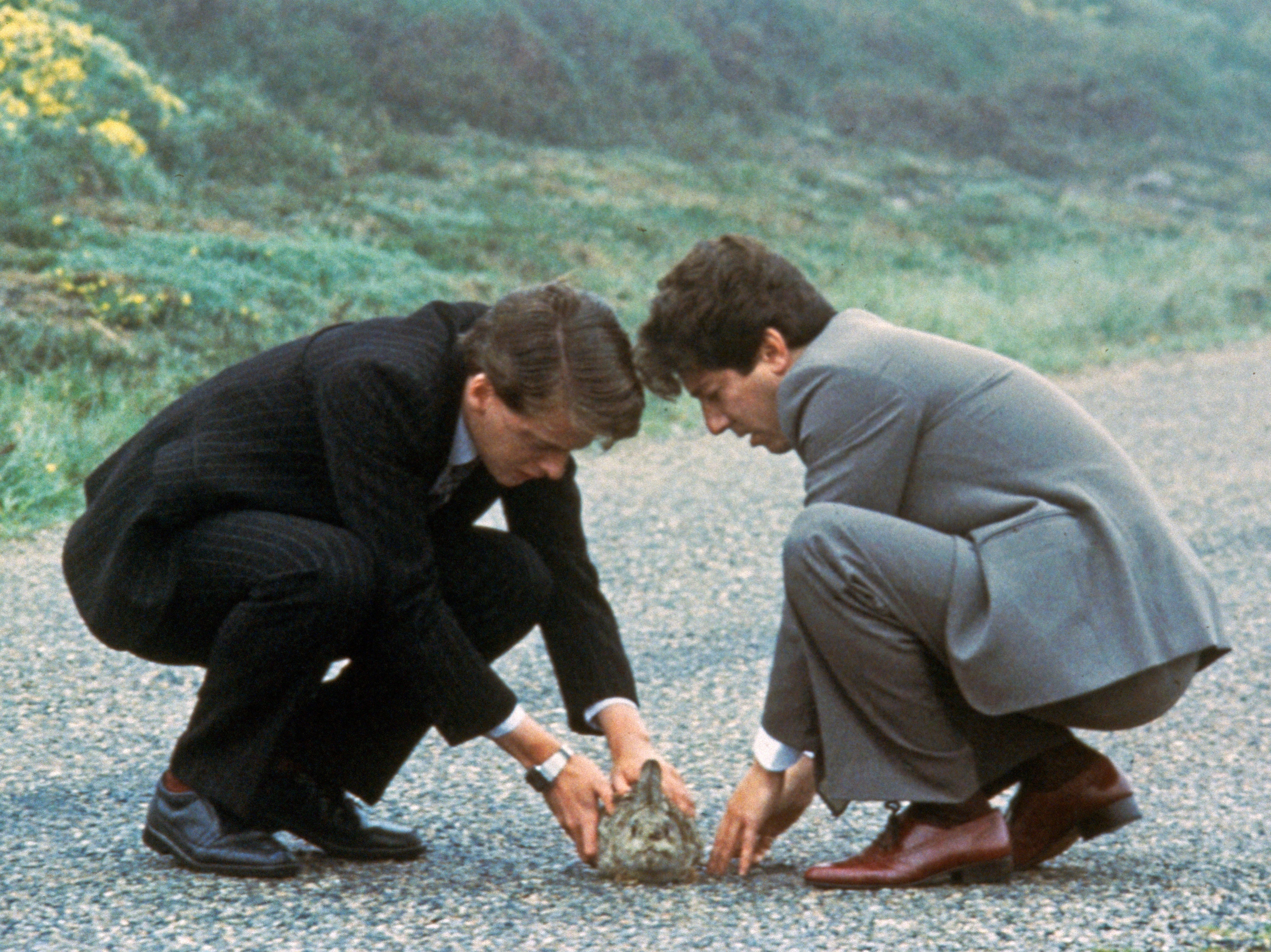 The injured rabbit that Mac (Peter Riegert) and his gawky Scottish minder Danny (Peter Capaldi) pick up on the road