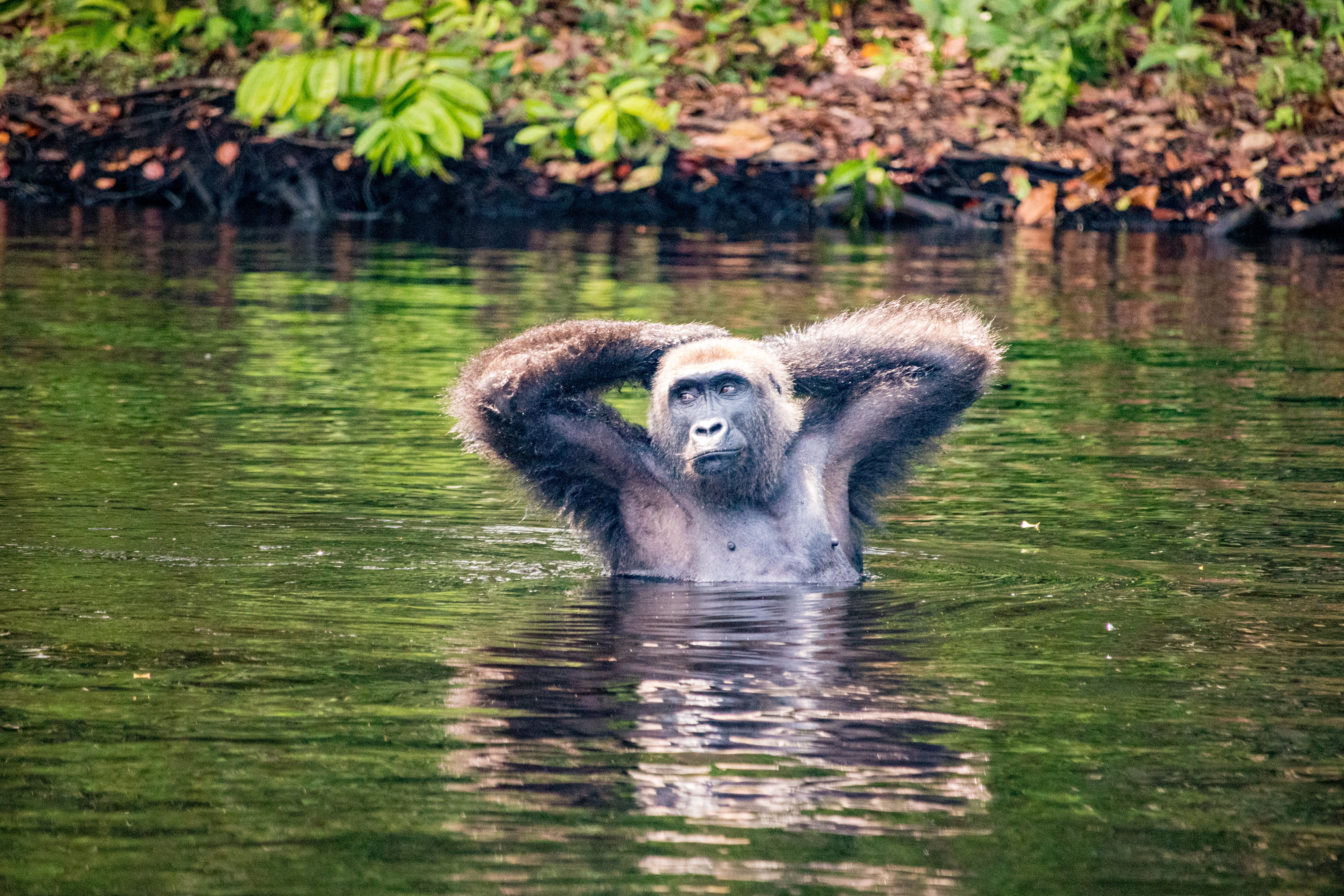 Gorillas waist-deep in the Fernan Vaz Lagoon