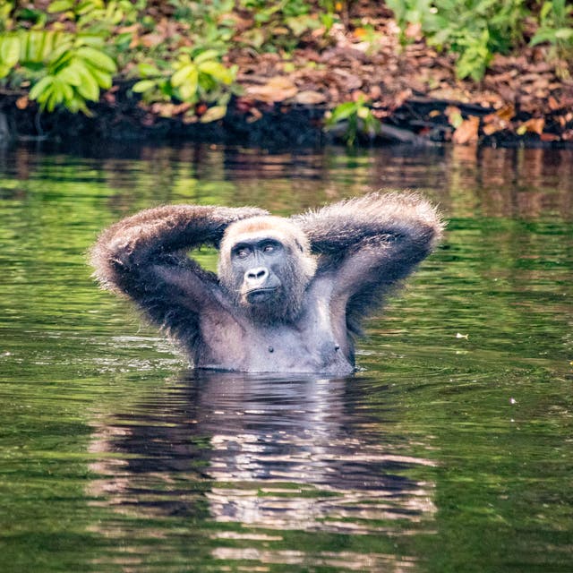 <p>Gorillas waist-deep in the Fernan Vaz Lagoon</p>