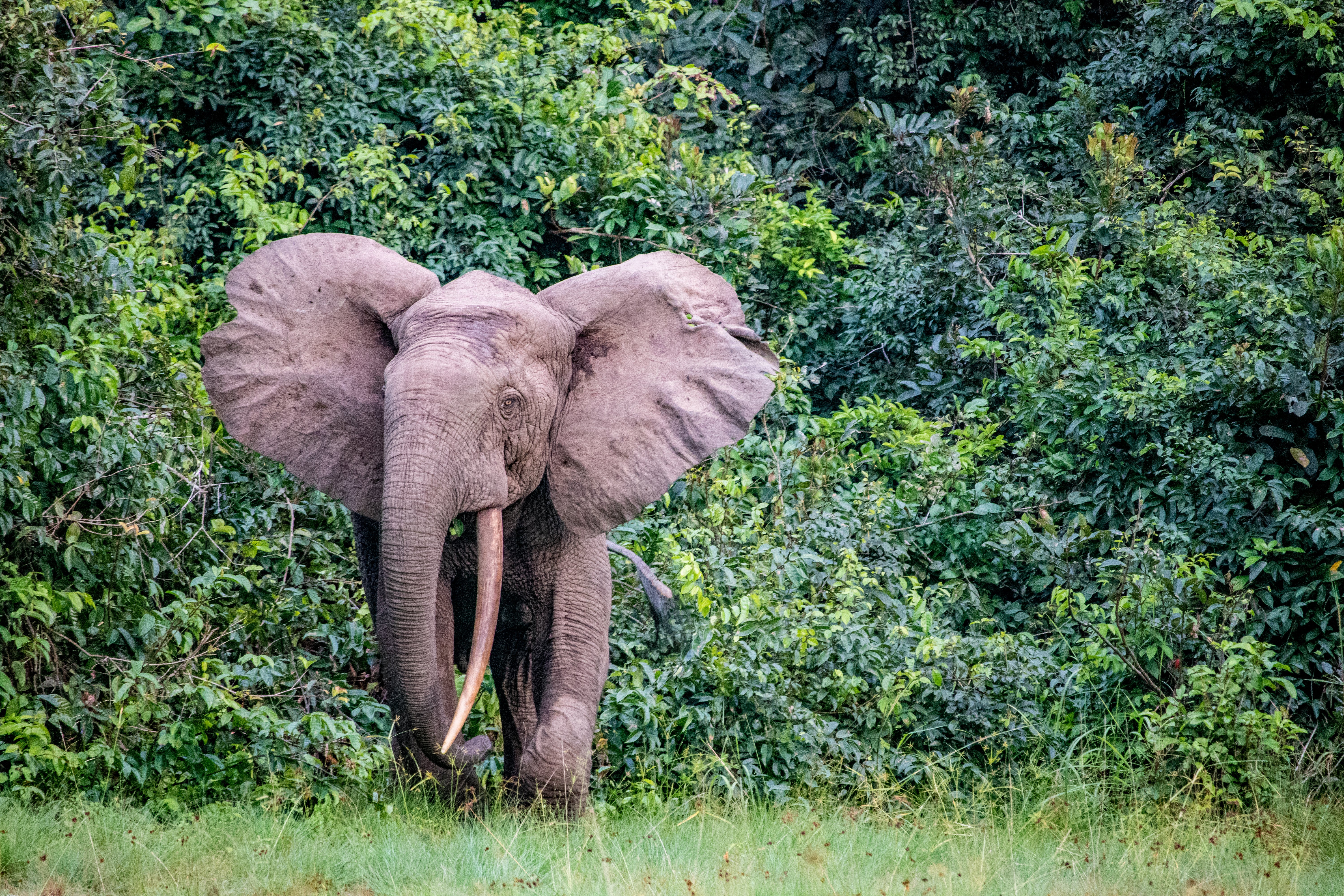 One-tusked Emile, among the 95,000 forest elephants in Gabon