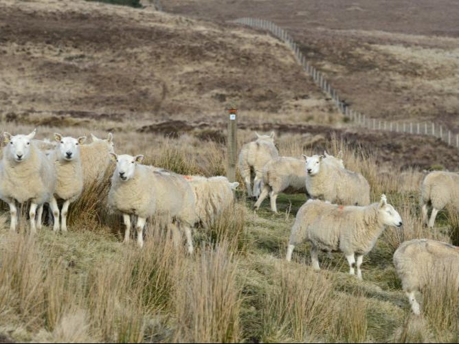 Sheep have been on the frontline in the fight against giant hogweed in Scotland